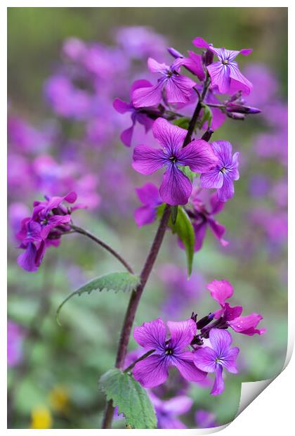 Lunaria Annua Honesty Flowers Print by Artur Bogacki