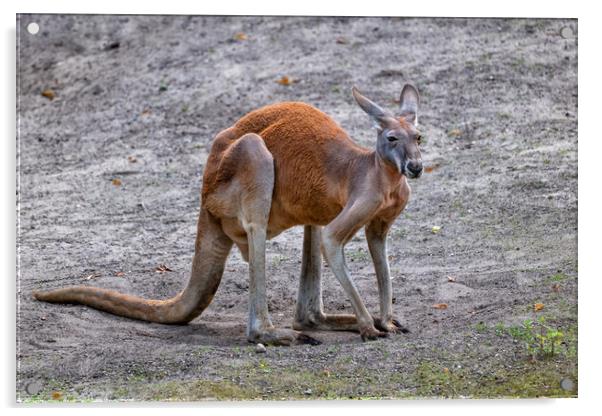 The Red Kangaroo Acrylic by Artur Bogacki