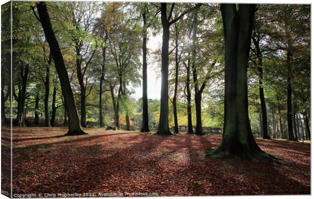 Autumn woodland Canvas Print by Chris Mobberley