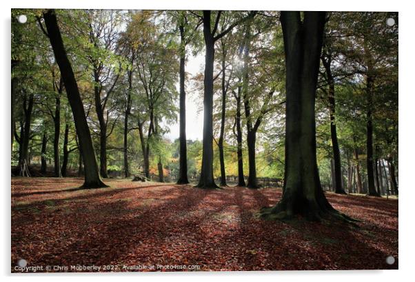 Autumn woodland Acrylic by Chris Mobberley
