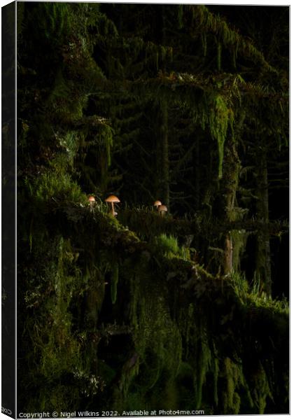 Mushrooms Growing on Trees - Whinlatter Forest Canvas Print by Nigel Wilkins