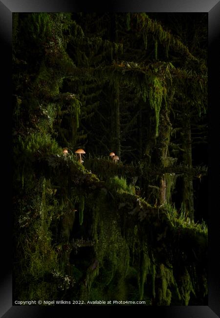 Mushrooms Growing on Trees - Whinlatter Forest Framed Print by Nigel Wilkins