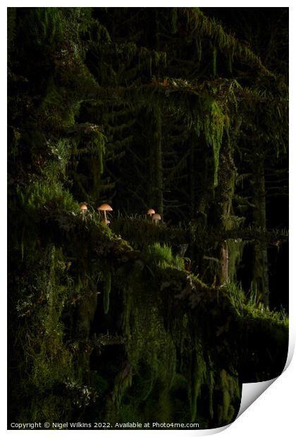 Mushrooms Growing on Trees - Whinlatter Forest Print by Nigel Wilkins