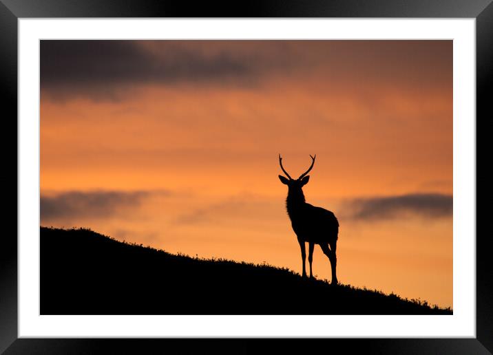Sunrise Stag Silhouette Framed Mounted Print by Macrae Images