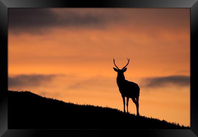 Sunrise Stag Silhouette Framed Print by Macrae Images