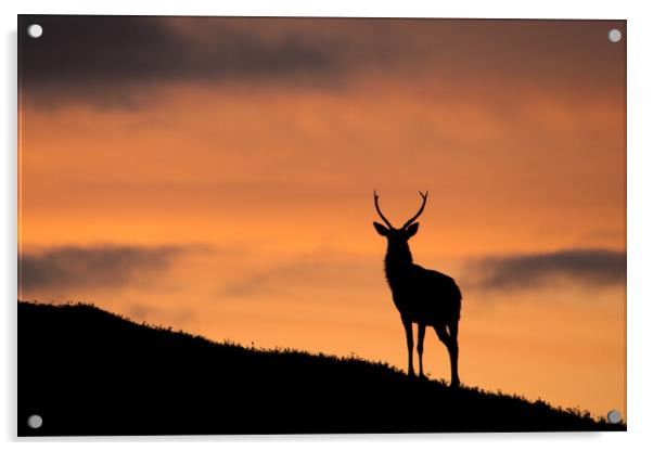 Sunrise Stag Silhouette Acrylic by Macrae Images
