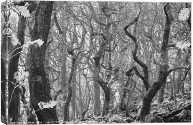 Padley Gorge in Monochrome  Canvas Print by Alison Chambers