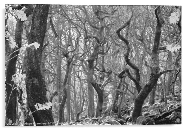 Padley Gorge in Monochrome  Acrylic by Alison Chambers