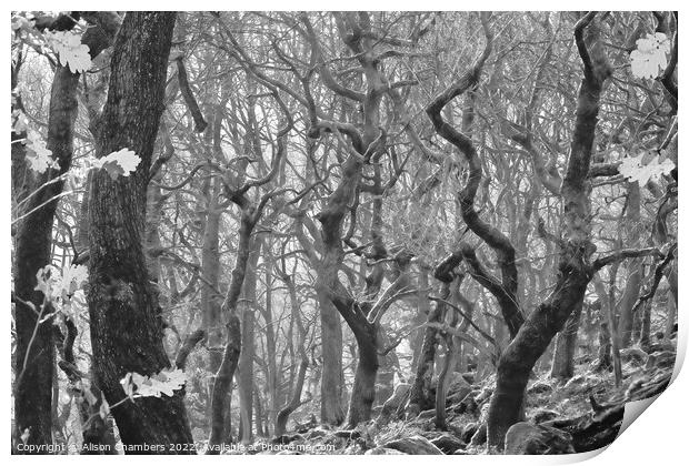 Padley Gorge in Monochrome  Print by Alison Chambers