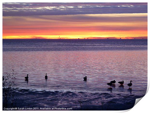 Geese at Sunset Print by Sarah Osterman