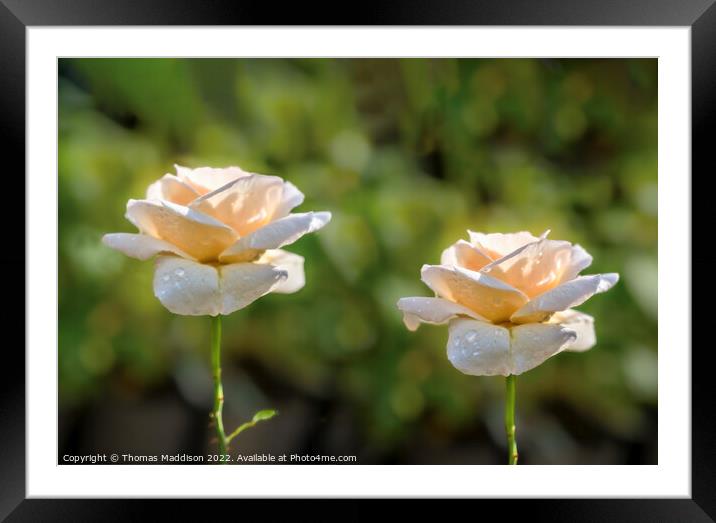 Roses sisters Framed Mounted Print by Thomas Maddison