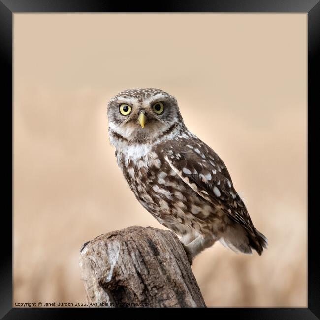 A Little Owl Hunting Framed Print by Janet Burdon