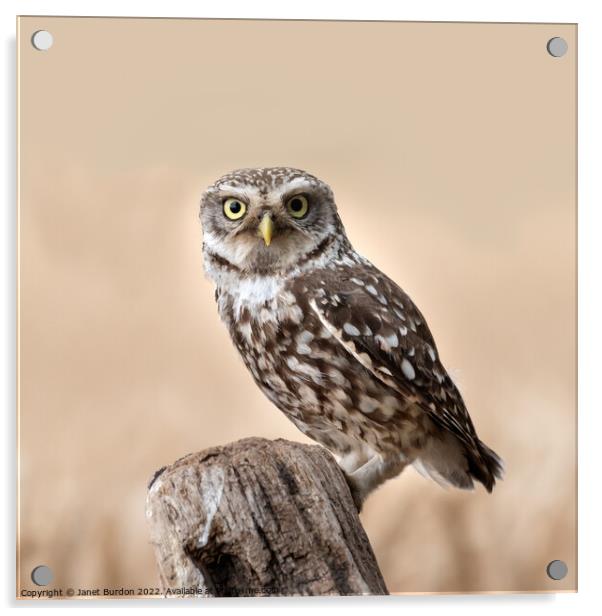 A Little Owl Hunting Acrylic by Janet Burdon