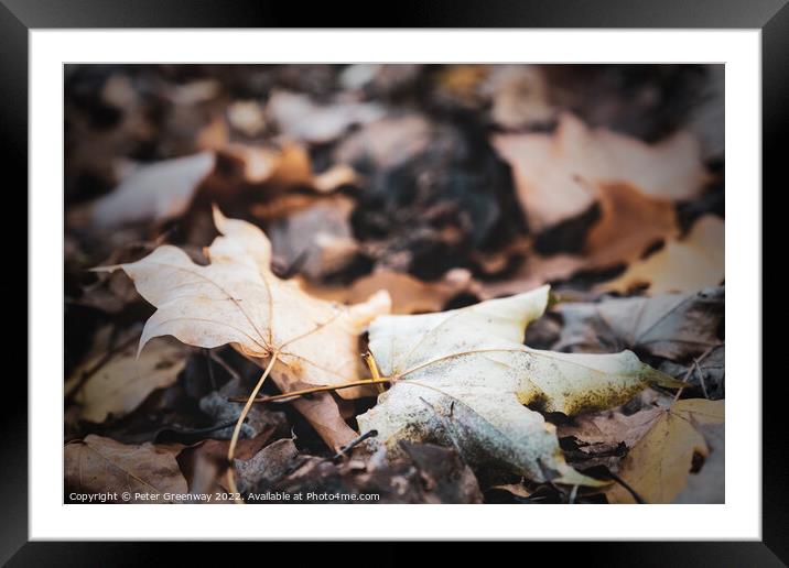 Autumnal Leaves On The Trees At Batsford Arboretum Framed Mounted Print by Peter Greenway
