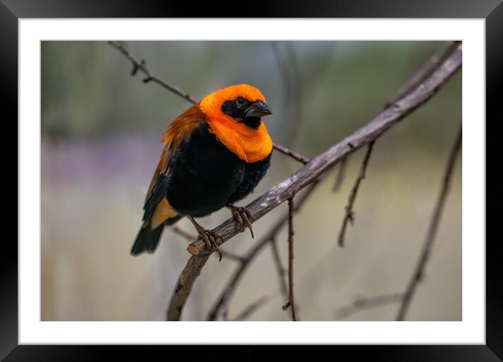 Orange Bishop Passerine Bird Framed Mounted Print by Artur Bogacki