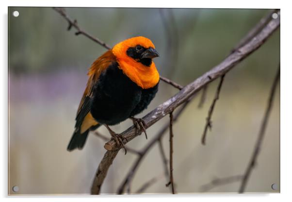 Orange Bishop Passerine Bird Acrylic by Artur Bogacki
