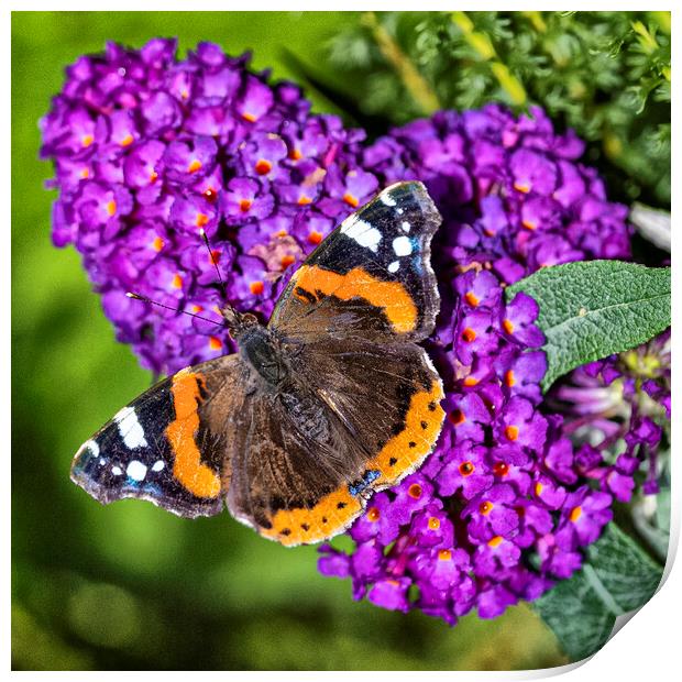 Red Admiral  Butterfly Print by kathy white