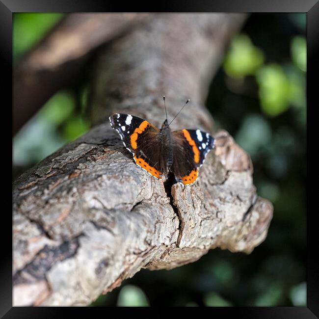 Red Admiral  Butterfly Framed Print by kathy white