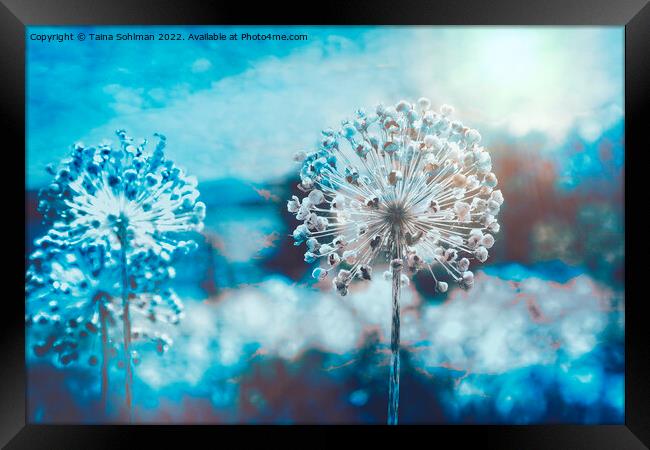 Allium Giganteum Seed Heads Digital Art 3 Framed Print by Taina Sohlman