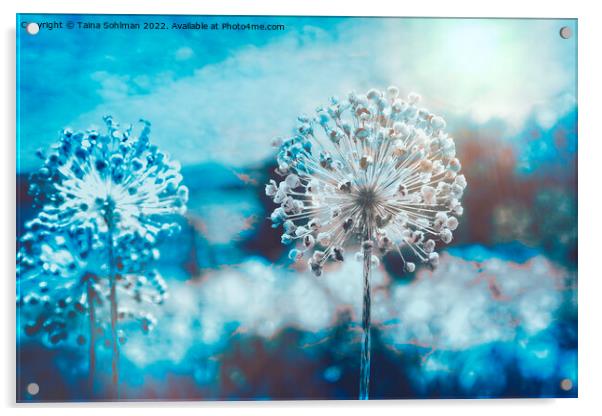 Allium Giganteum Seed Heads Digital Art 3 Acrylic by Taina Sohlman