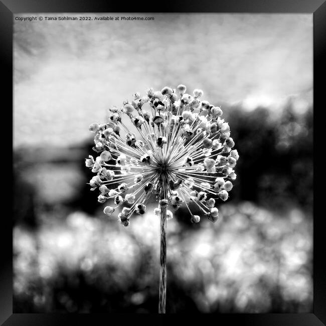 Allium Giganteum Seed Head Monochrome 1 Framed Print by Taina Sohlman