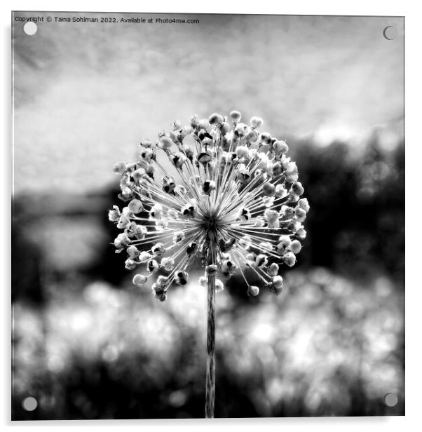 Allium Giganteum Seed Head Monochrome 1 Acrylic by Taina Sohlman