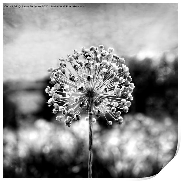 Allium Giganteum Seed Head Monochrome 1 Print by Taina Sohlman