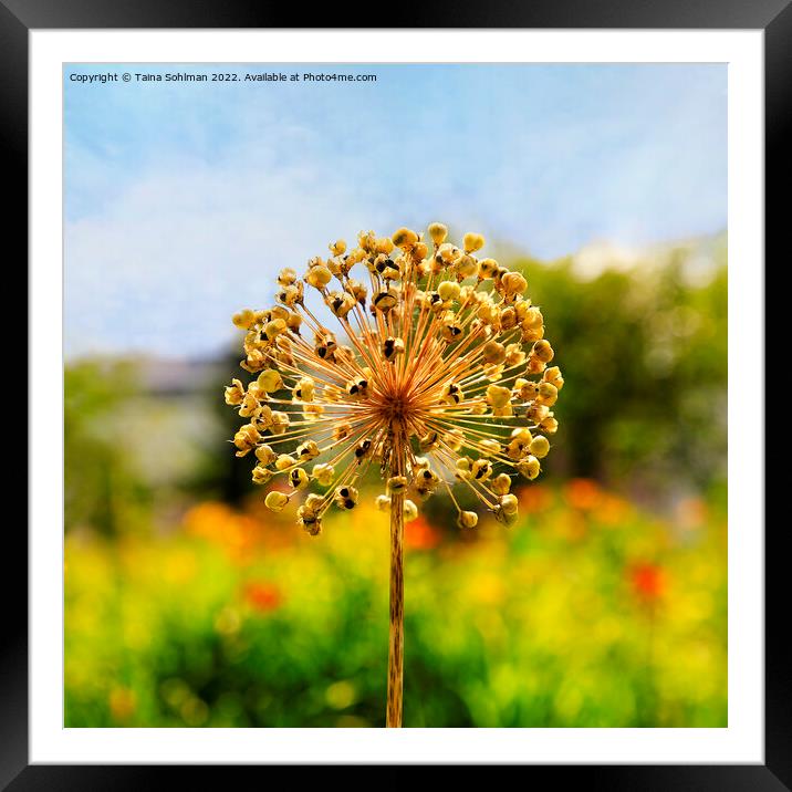 Allium Giganteum Seed Head in the Summer Framed Mounted Print by Taina Sohlman