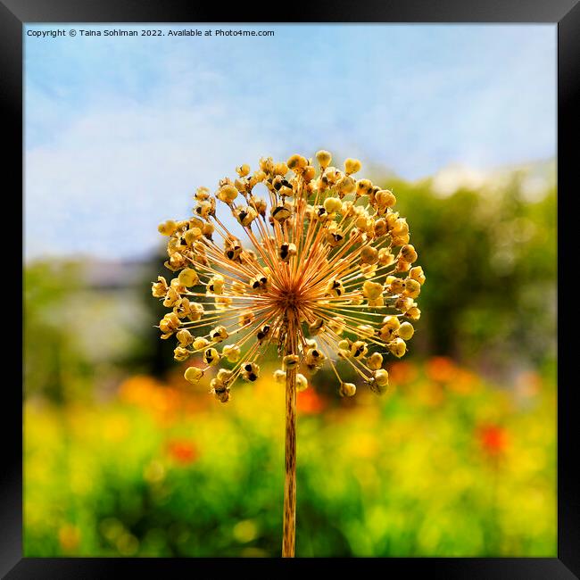 Allium Giganteum Seed Head in the Summer Framed Print by Taina Sohlman