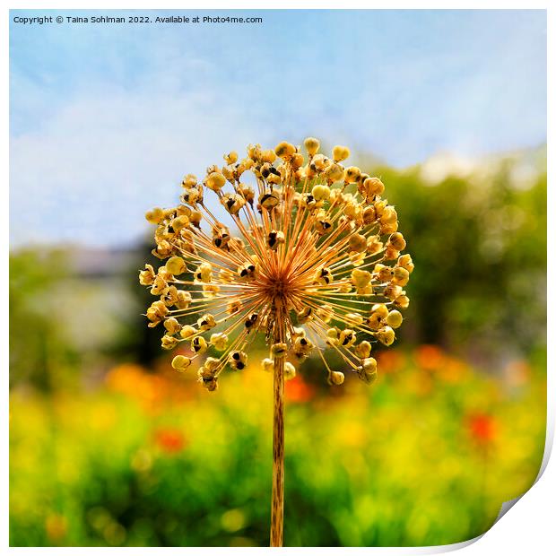 Allium Giganteum Seed Head in the Summer Print by Taina Sohlman