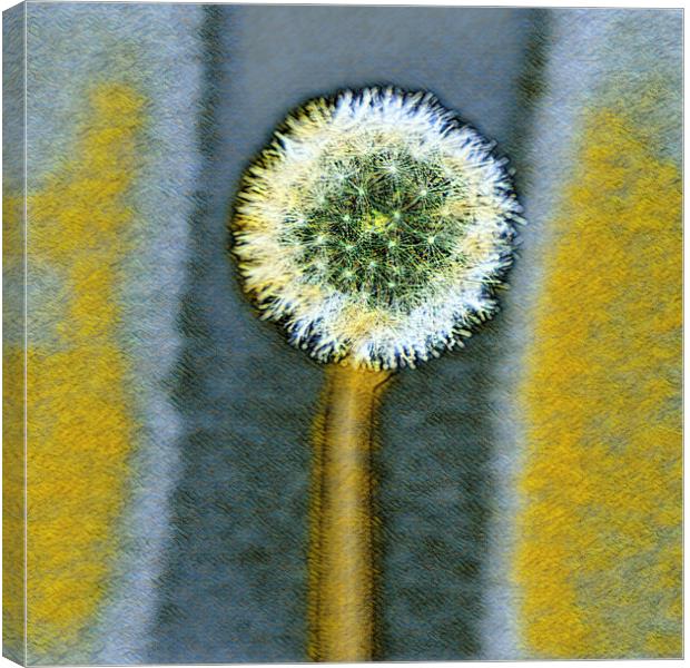 Engery from a dandelion seed,  Canvas Print by kathy white