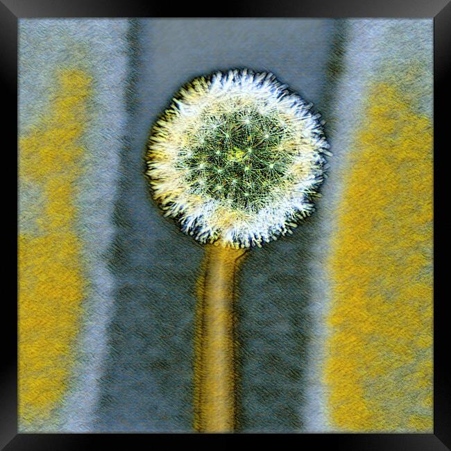 Engery from a dandelion seed,  Framed Print by kathy white