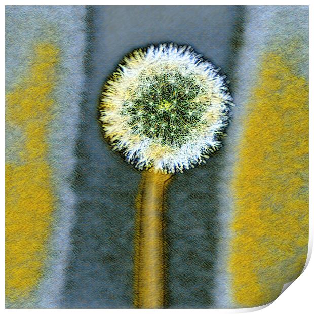 Engery from a dandelion seed,  Print by kathy white