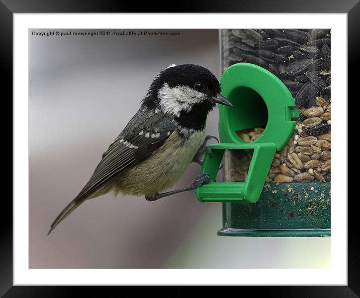 Coal Tit Framed Mounted Print by Paul Messenger