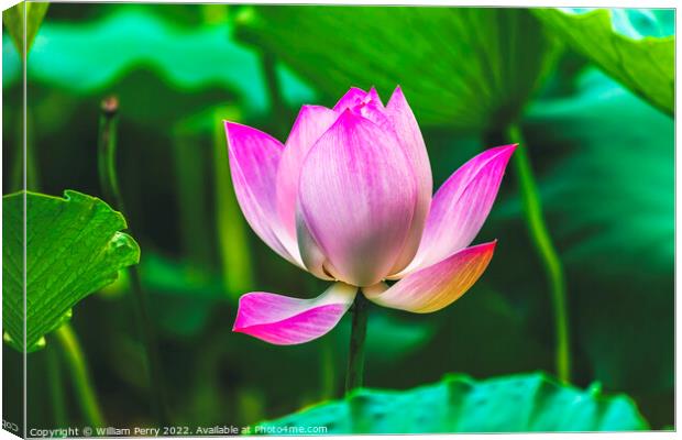 Pink Lotus Close Up Beijing China Canvas Print by William Perry