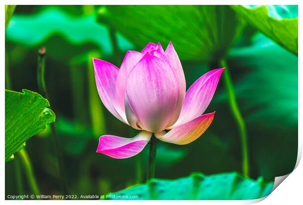Pink Lotus Close Up Beijing China Print by William Perry
