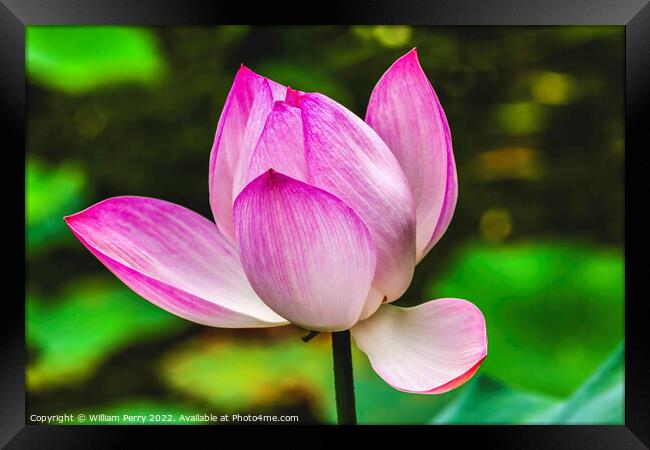 Pink Lotus Close Up Beijing China Framed Print by William Perry