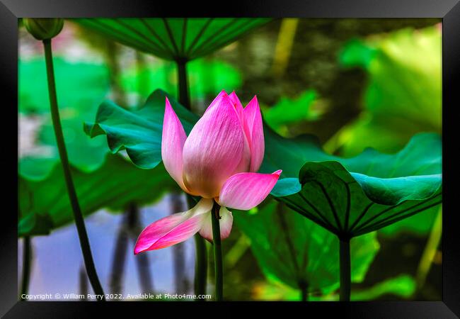 Pink Lotus Close Up Beijing China Framed Print by William Perry