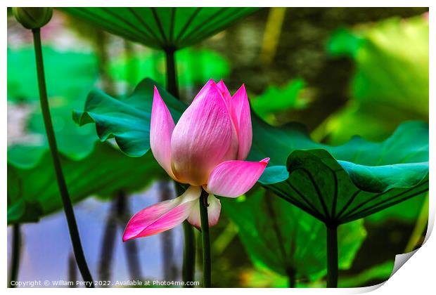 Pink Lotus Close Up Beijing China Print by William Perry