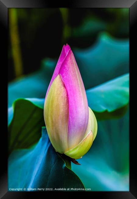 Pink Lotus Bud Close Up Beijing China Framed Print by William Perry