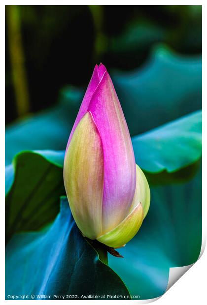 Pink Lotus Bud Close Up Beijing China Print by William Perry