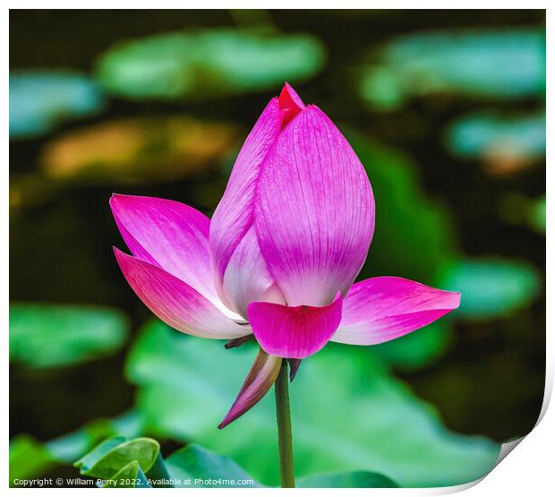 Pink Lotus Close Up Beijing China Print by William Perry