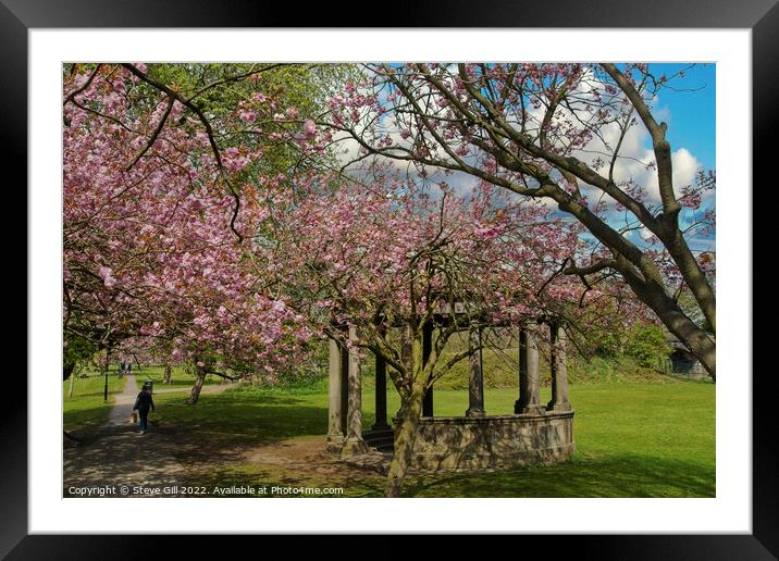 Tewit Well Monument Next to Spring Cherry Blossom. Framed Mounted Print by Steve Gill