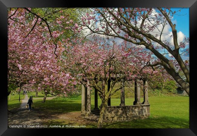 Tewit Well Monument Next to Spring Cherry Blossom. Framed Print by Steve Gill
