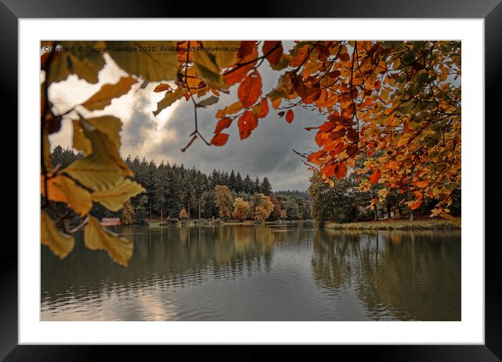 Autumn at Shearwater, Warminster, Witshire Framed Mounted Print by Duncan Savidge
