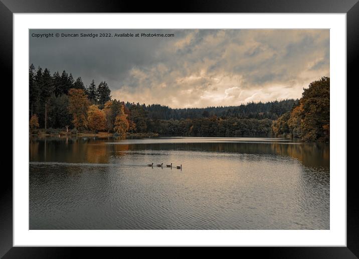Shearwater at Autumn time Framed Mounted Print by Duncan Savidge