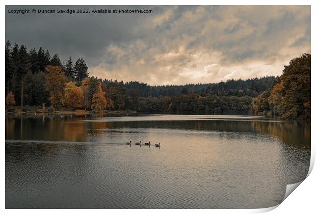 Shearwater at Autumn time Print by Duncan Savidge