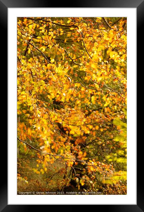 Autumn breeze Framed Mounted Print by Simon Johnson