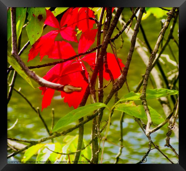 Red Leaves Framed Print by Stephanie Moore
