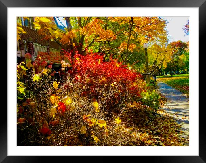 Colourful autumn leaves Framed Mounted Print by Stephanie Moore